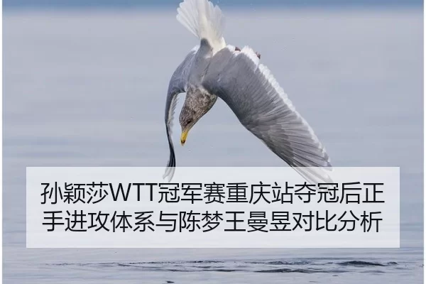 孙颖莎WTT冠军赛重庆站夺冠后正手进攻体系与陈梦王曼昱对比分析